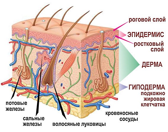 Строение кожи