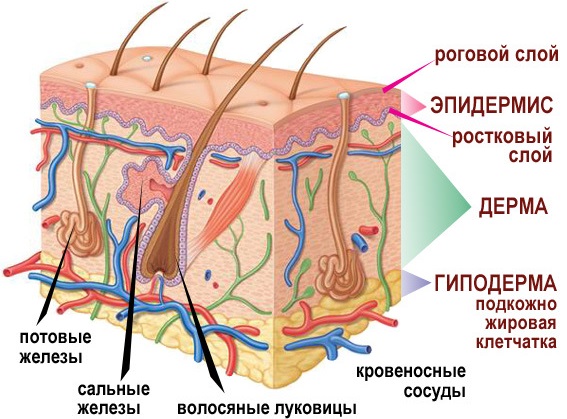 Псориаз у детей. Фото, стадии, причины и лечение, рекомендации врачей