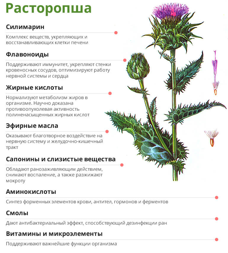 расторопша лечебные свойства при псориазе