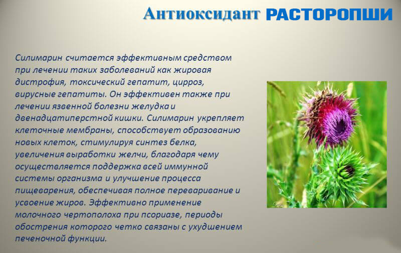 расторопша лечебные свойства при псориазе
