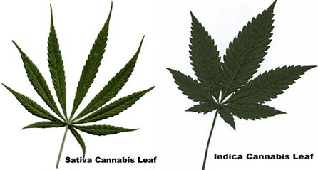 разновидности Cannabis