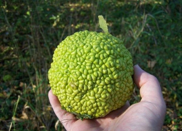 маклюра