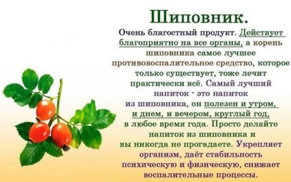 Шиповник при панкреатите поджелудочной железы. Можно или нет при обострении, польза и вред