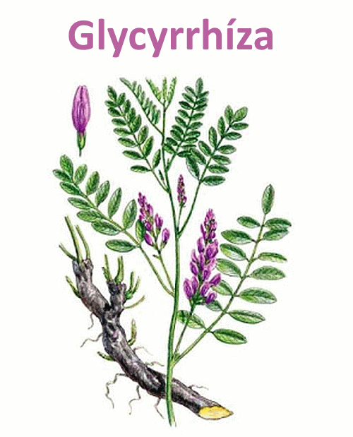 Glycyrrhíza