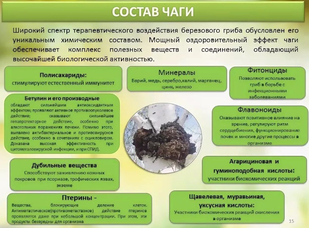 Химический состав чаги
