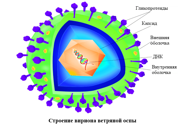  опоясывающий лишай заразен или нет