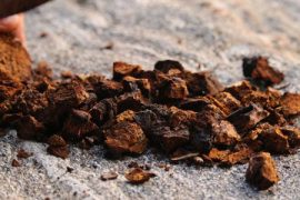 Как лечить псориаз с помощью березовой чаги?