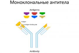 Моноклональные антитела при псориазе