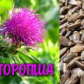 Правила применения расторопши при псориазе