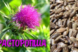 Правила применения расторопши при псориазе