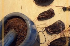 Помогает ли бобровая струя от рака