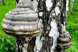 Как лечить псориаз с помощью березовой чаги?