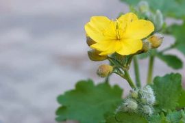 Чем прижечь герпес и можно ли прижигать герпетическую сыпь