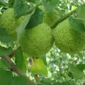 Адамово яблоко — рецепт настойки для суставов и ее эффективность