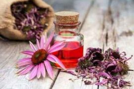 Эхинацея — инструкция по применению и фото
