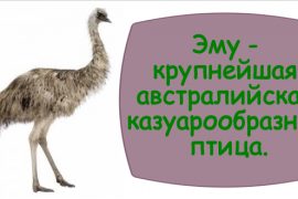 Эфирные масла для лечения псориаза